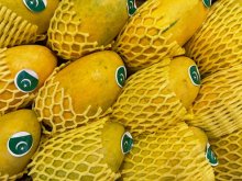 Събития за популяризиране на пакистанско манго организира посолството на Пакистан у нас