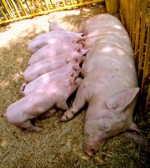 Classical Swine Fever Restrictions Lifted for Bulgaria