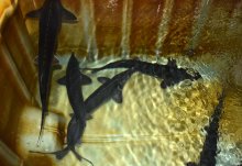 Ферма във Варненско развъжда застрашена риба от ерата на динозаврите