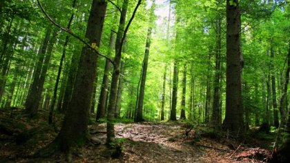 Experts, Institutions Warn about Dying Forests in Rhodope Mountains Experts, Institutions Warn about Dying Forests in Rhodope Mountains