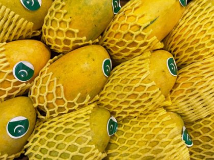 Събития за популяризиране на пакистанско манго организира посолството на Пакистан у нас