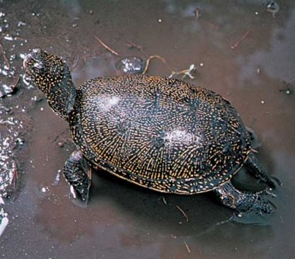 Legal Control of Trade, Release of Alien Turtle Species in Bulgaria Is Necessary - Expert