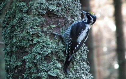  Extensive Tree Logging in Ancient Forests Threatens Eurasian Three-toed Woodpecker' Population in Bulgaria with Extinction 