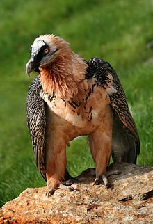 After Long Wait, Only Pair of Bearded Vultures in Bulgaria Form Couple