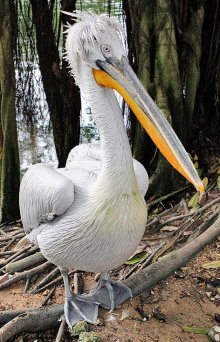 Warm Weather Brings Dalmatian Pelicans to Sreburna Nature Reserve