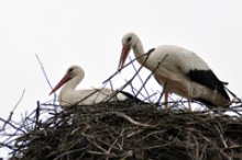 Growing Number of White Storks in Bulgaria