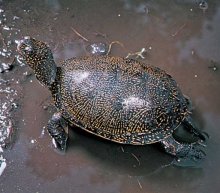 Legal Control of Trade, Release of Alien Turtle Species in Bulgaria Is Necessary - Expert