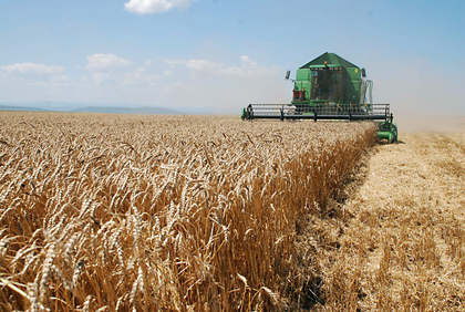 Low Purchase Prices May Make Bread Wheat Scarce - Growers Low Purchase Prices May Make Bread Wheat Scarce - Growers