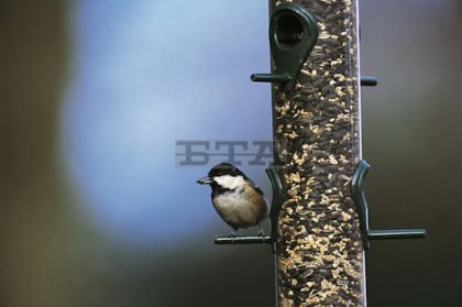 Sparrow, Tit, Woodpecker Populations in Bulgaria Are Declining - Experts Sparrow, Tit, Woodpecker Populations in Bulgaria Are Declining - Experts