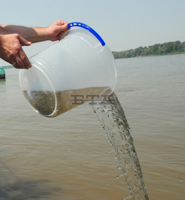 В планинските реки край Габрово и Севлиево са пуснати 15 хиляди пъстърви